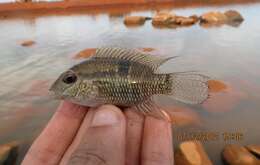 Image of Saddle cichlid