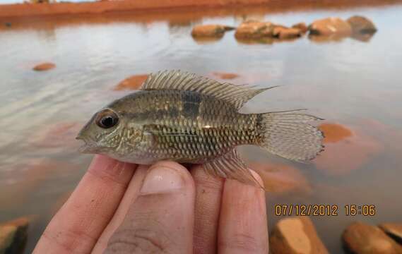 Image of Saddle cichlid