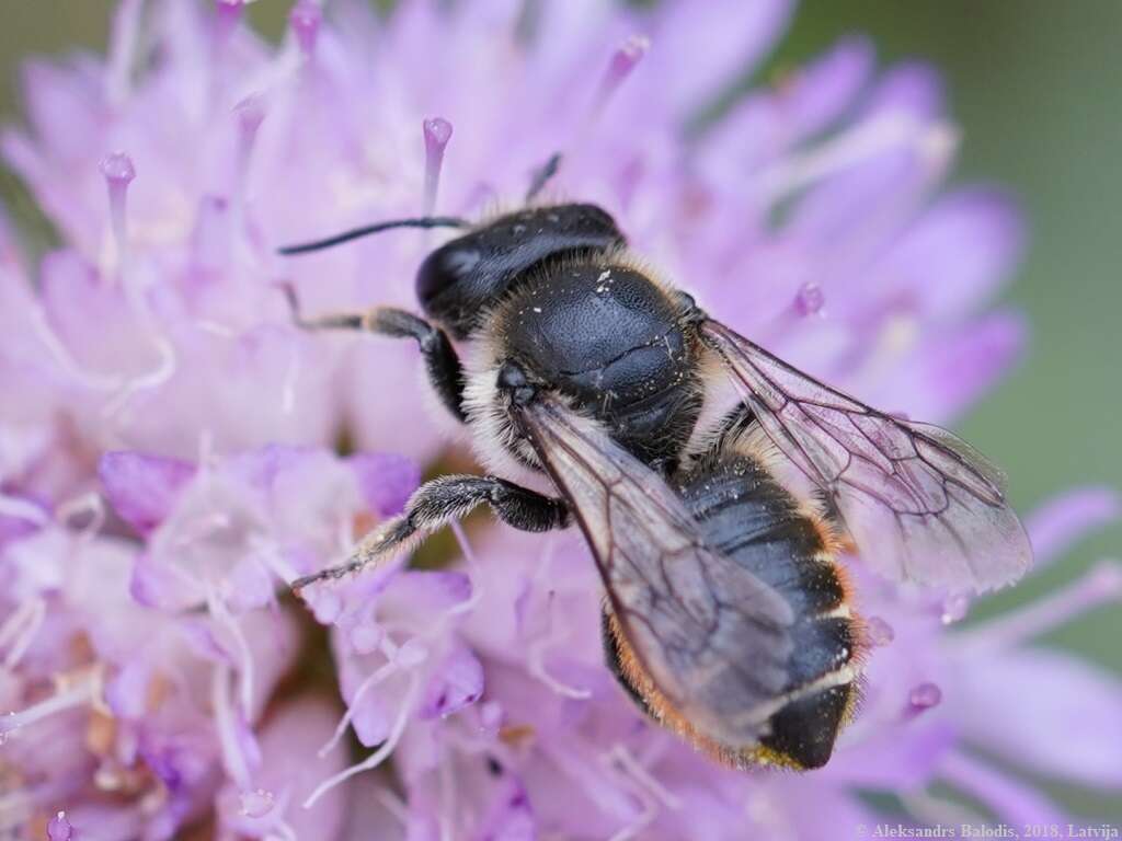 Image of Megachile leaf-cutter bee