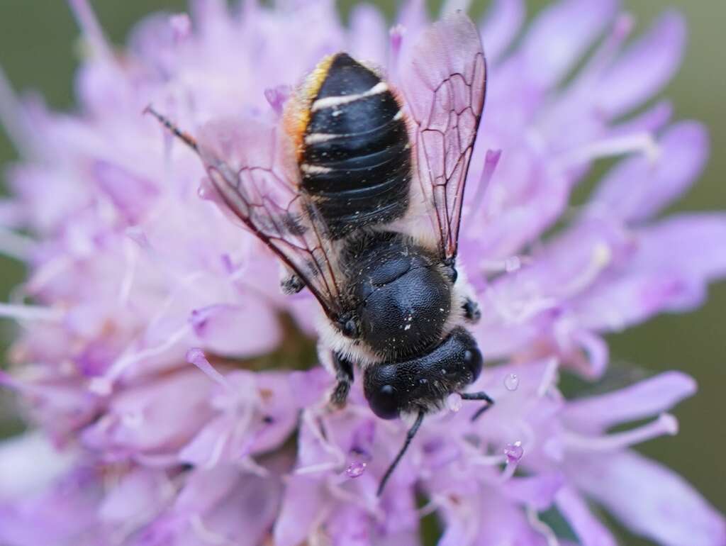 Image of Megachile leaf-cutter bee