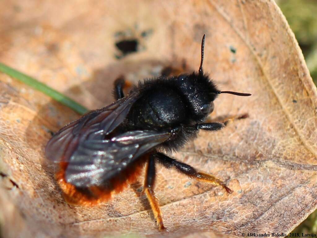 Image of Osmia bicolor (Schrank 1781)