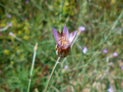 Image of Xeranthemum annuum L.