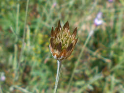 Xeranthemum annuum L. resmi