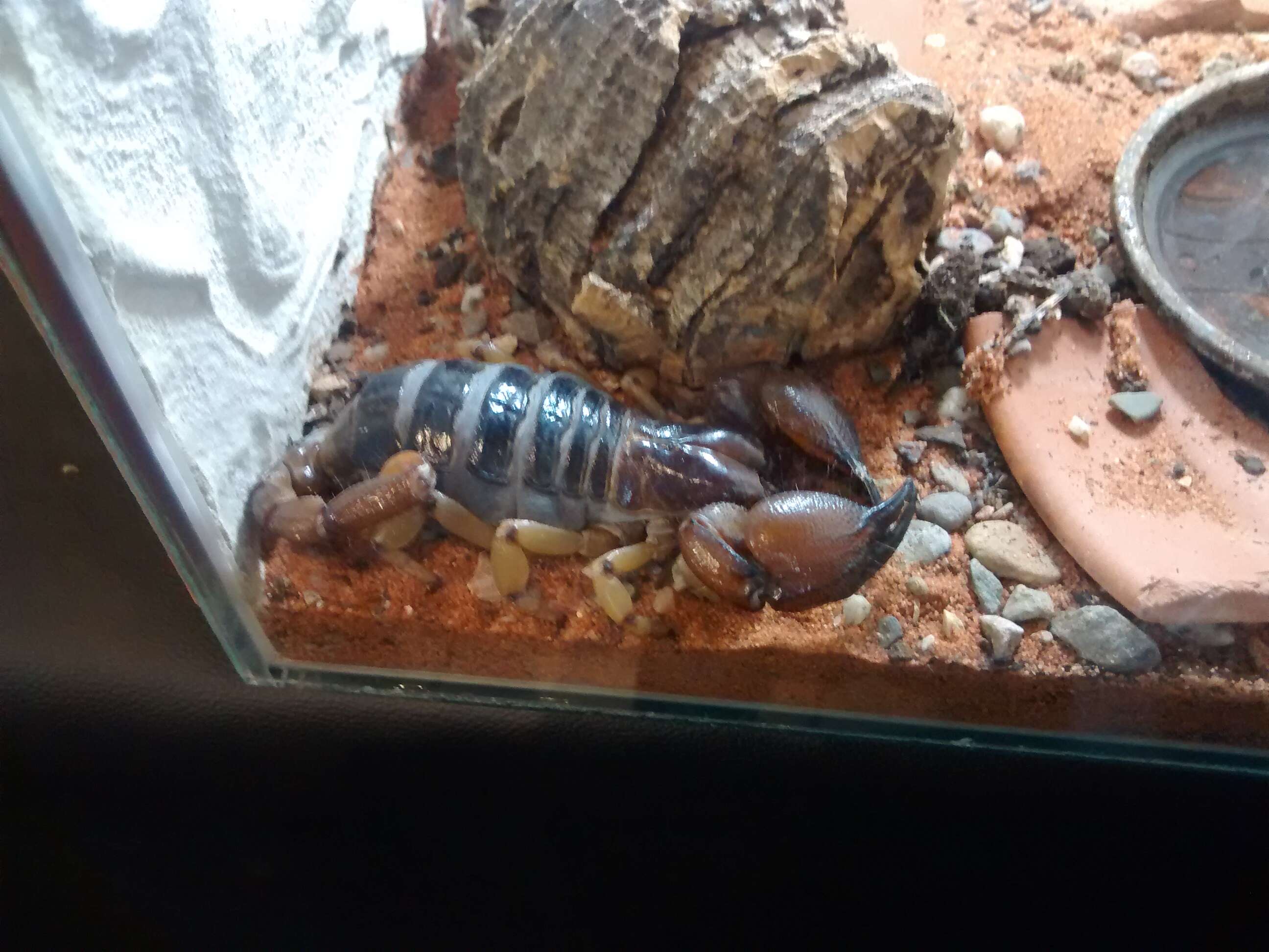 Image of Shiny burrowing scorpion