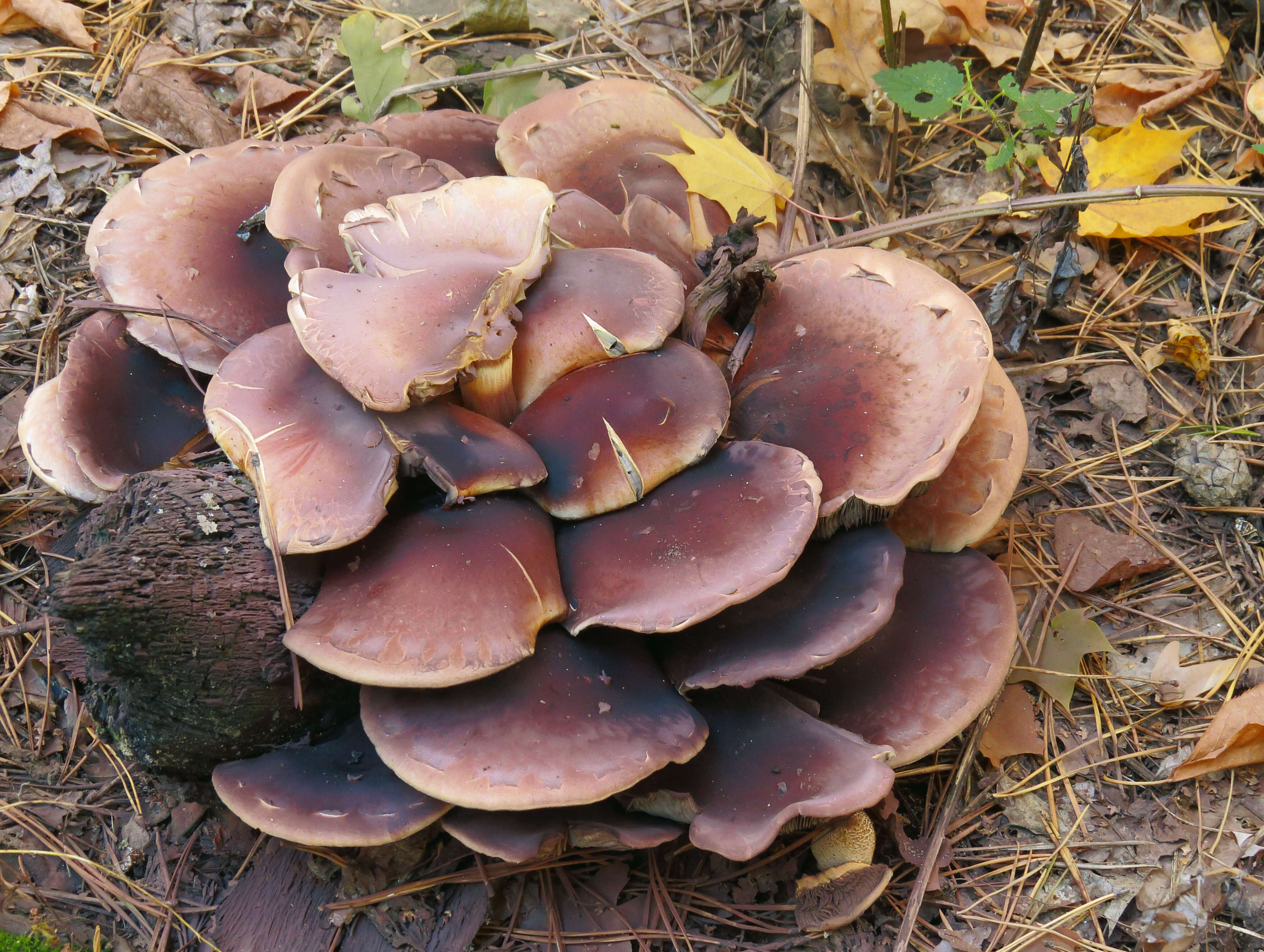 Image of Hypholoma lateritium (Schaeff.) P. Kumm. 1871