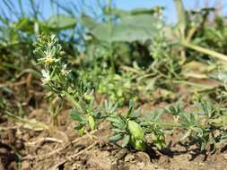 Image of rampion mignonette