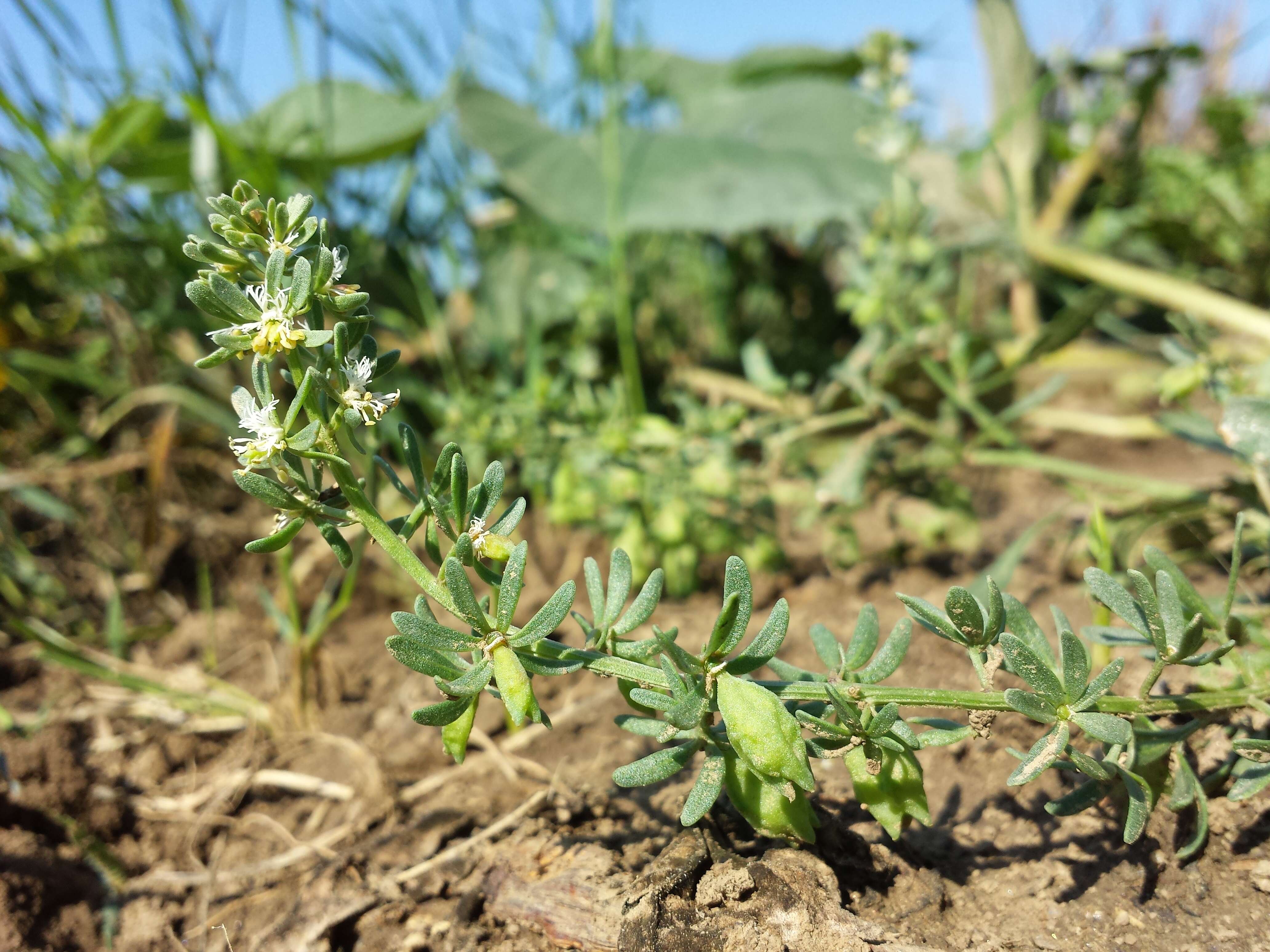 Image of rampion mignonette