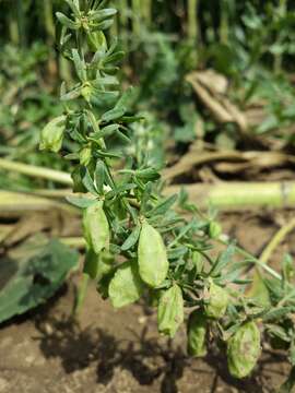 Image of rampion mignonette