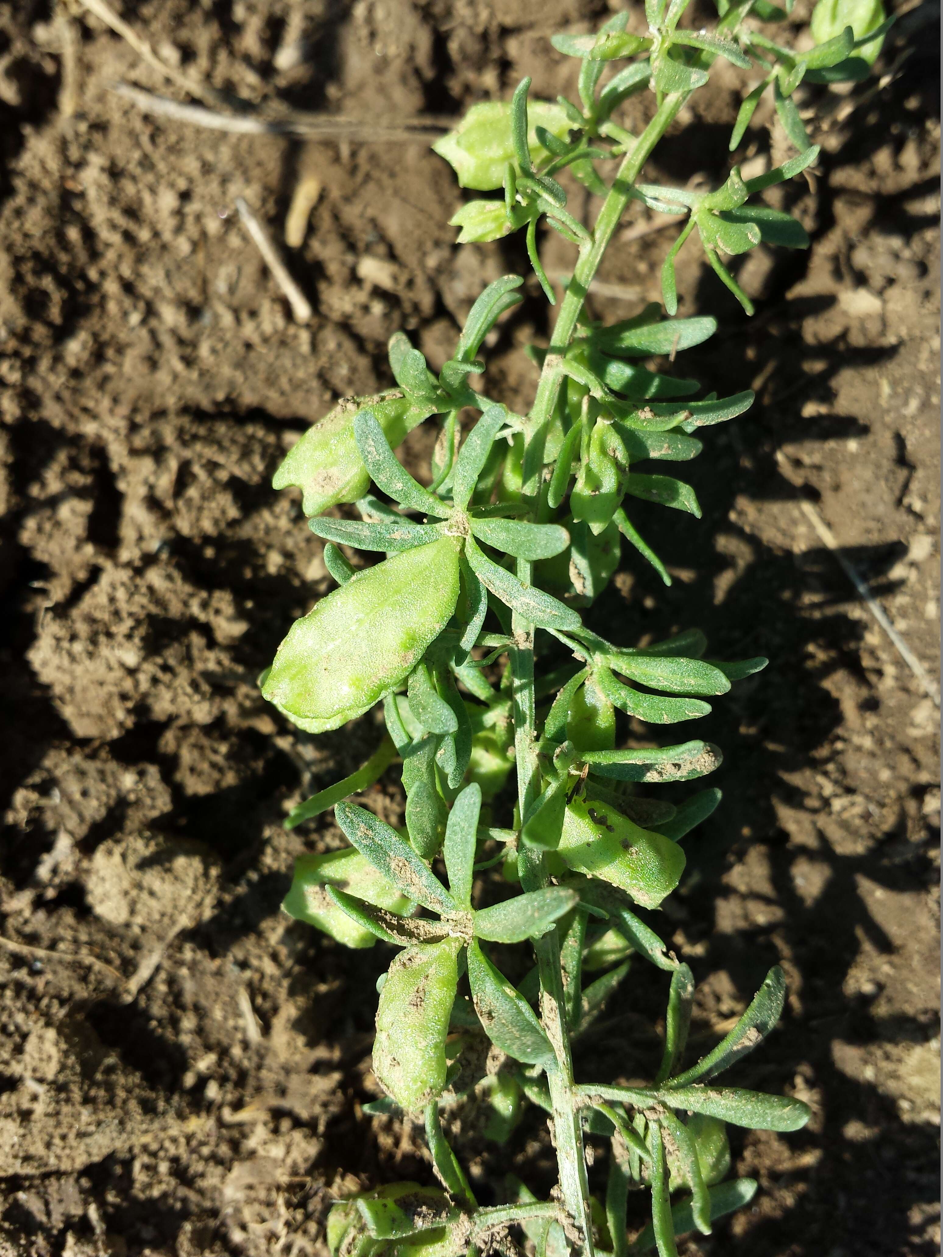 Image of rampion mignonette