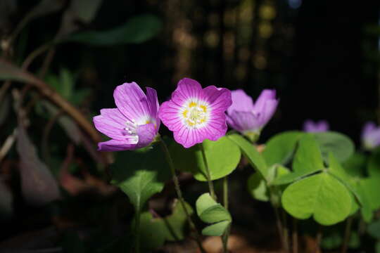 Imagem de Oxalis acetosella L.