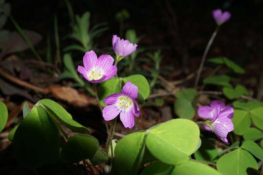 Imagem de Oxalis acetosella L.