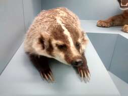 Image of badger