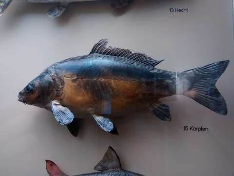 Image of common carp, carp