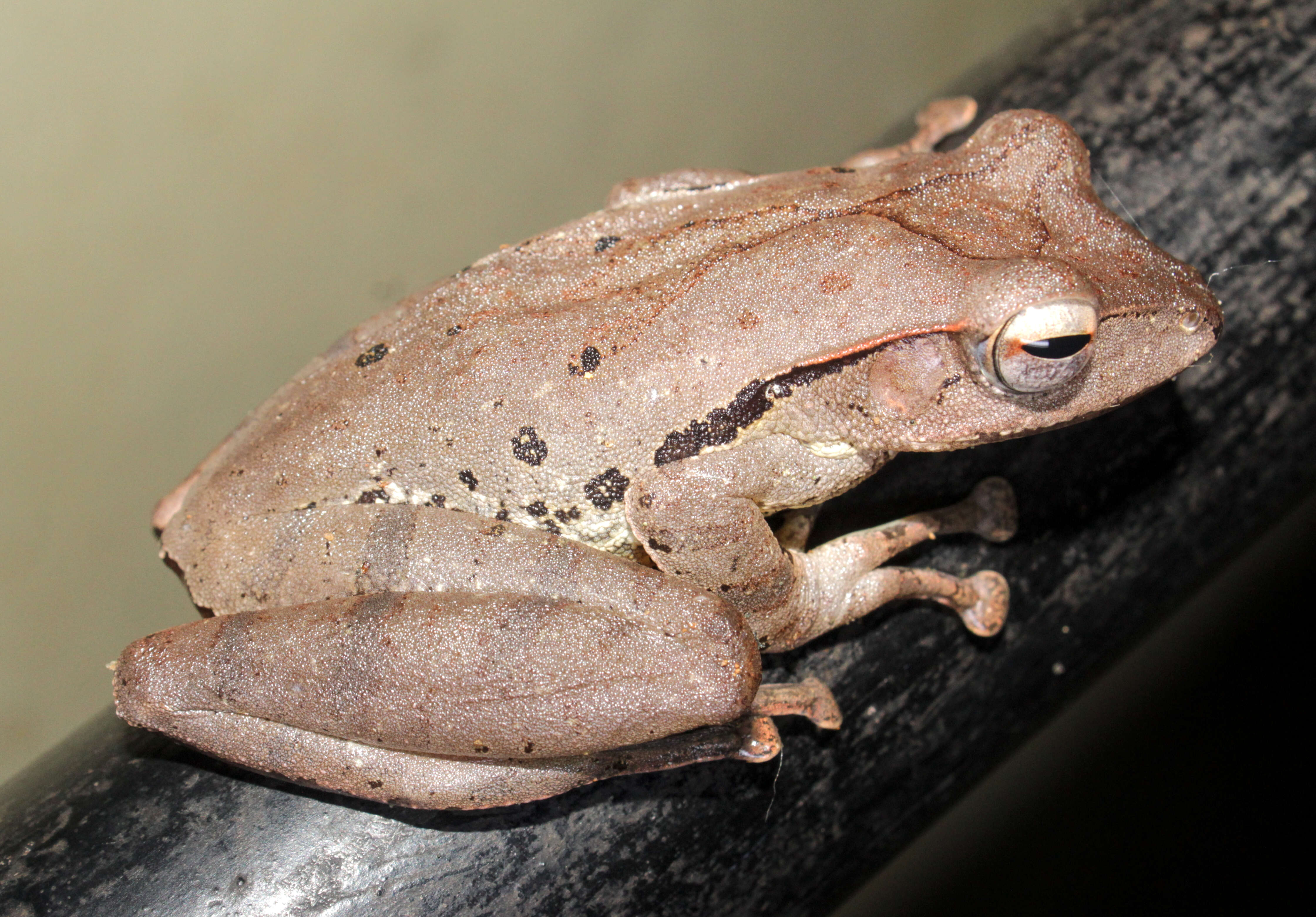 Image of Polypedates pseudocruciger Das & Ravichandran 1998