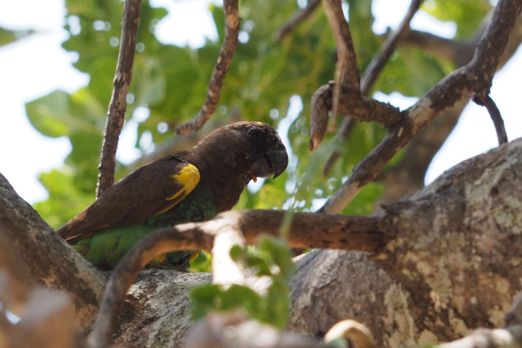 Image of Brown Parrot