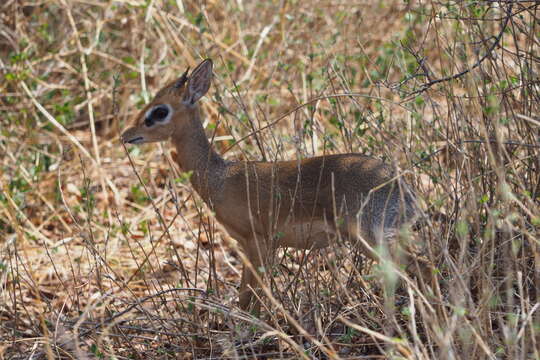 Image of Kirk's Dik-dik