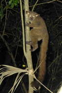 Image of Brown Greater Galago