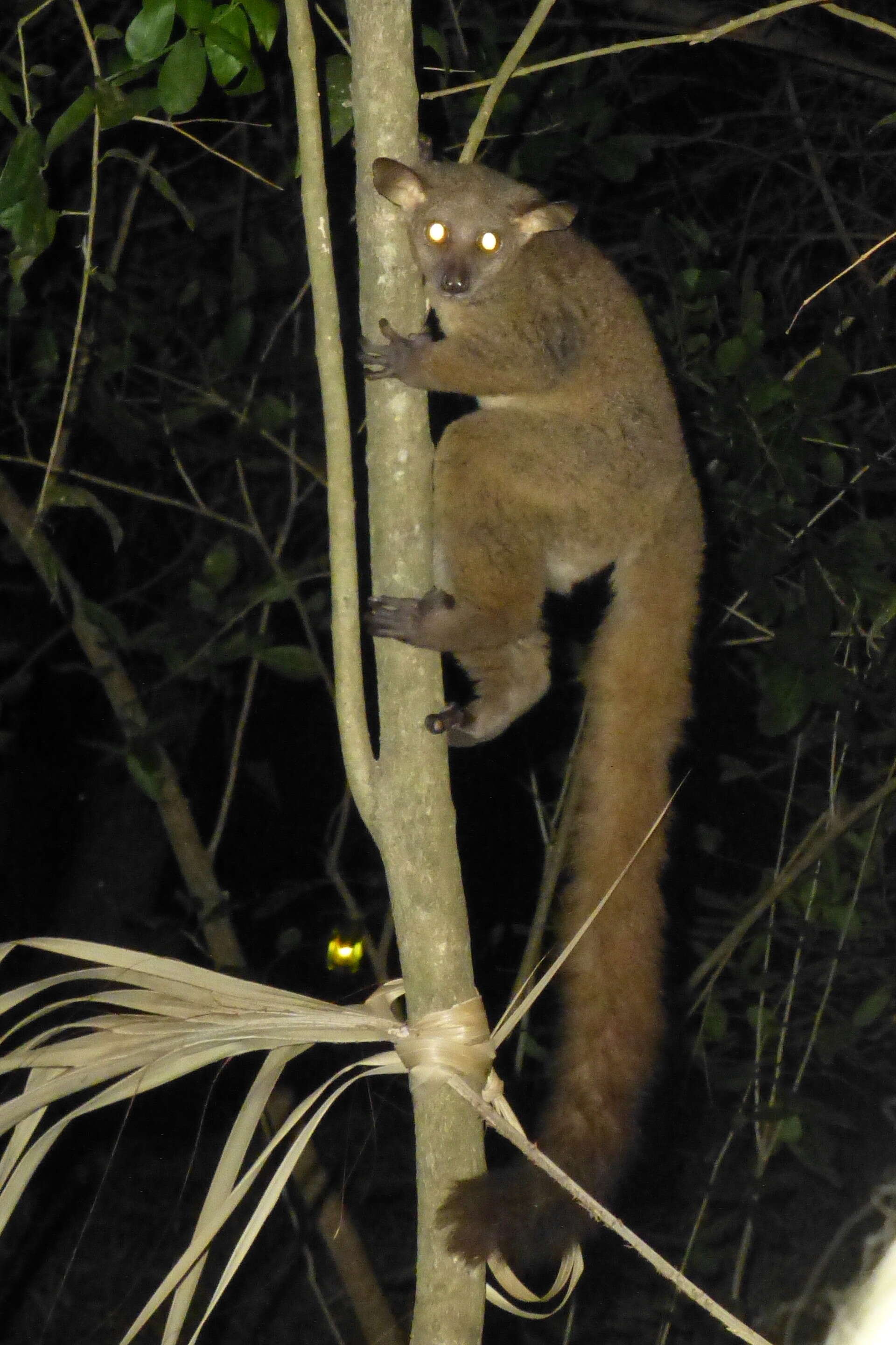 Image of Brown Greater Galago