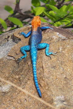 Image of Common agama