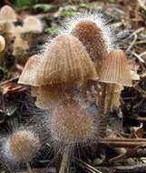 Image of Phycomycetaceae