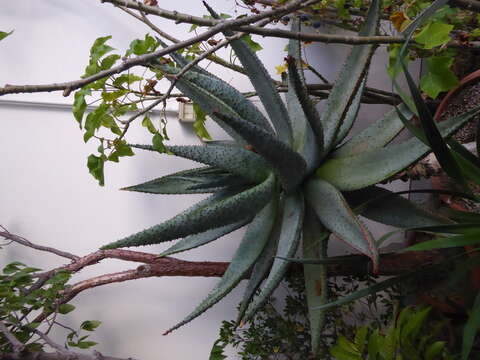 Image of Mountain aloe