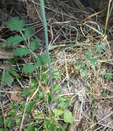 Imagem de Pimpinella saxifraga L.