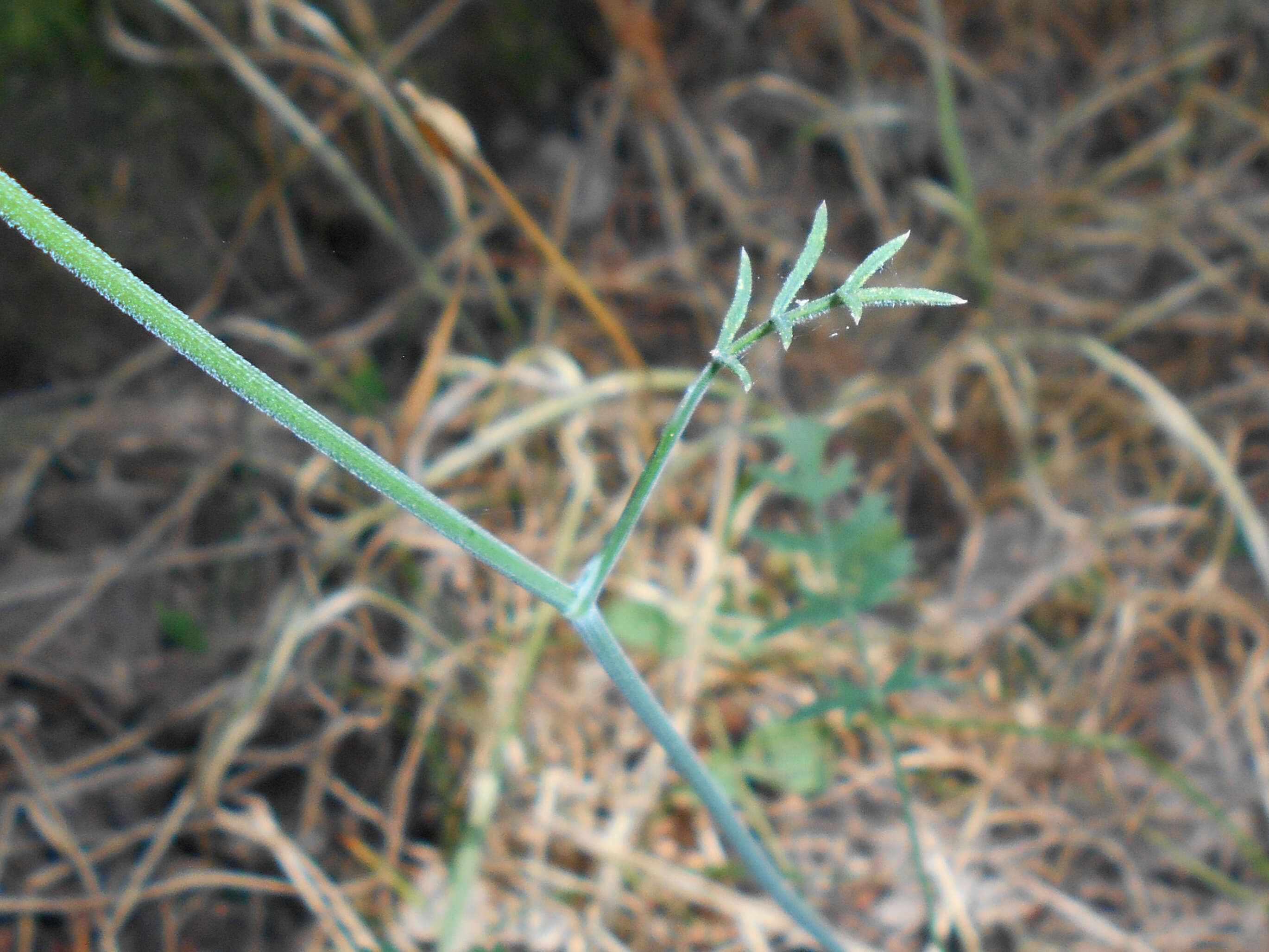 Imagem de Pimpinella saxifraga L.