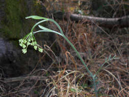 Image of burnet saxifrage