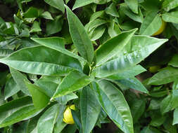 Image of Citrus × sinensis