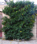 Image of Citrus × sinensis