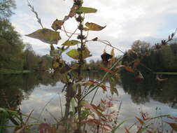 Image of Purple Loosestrife