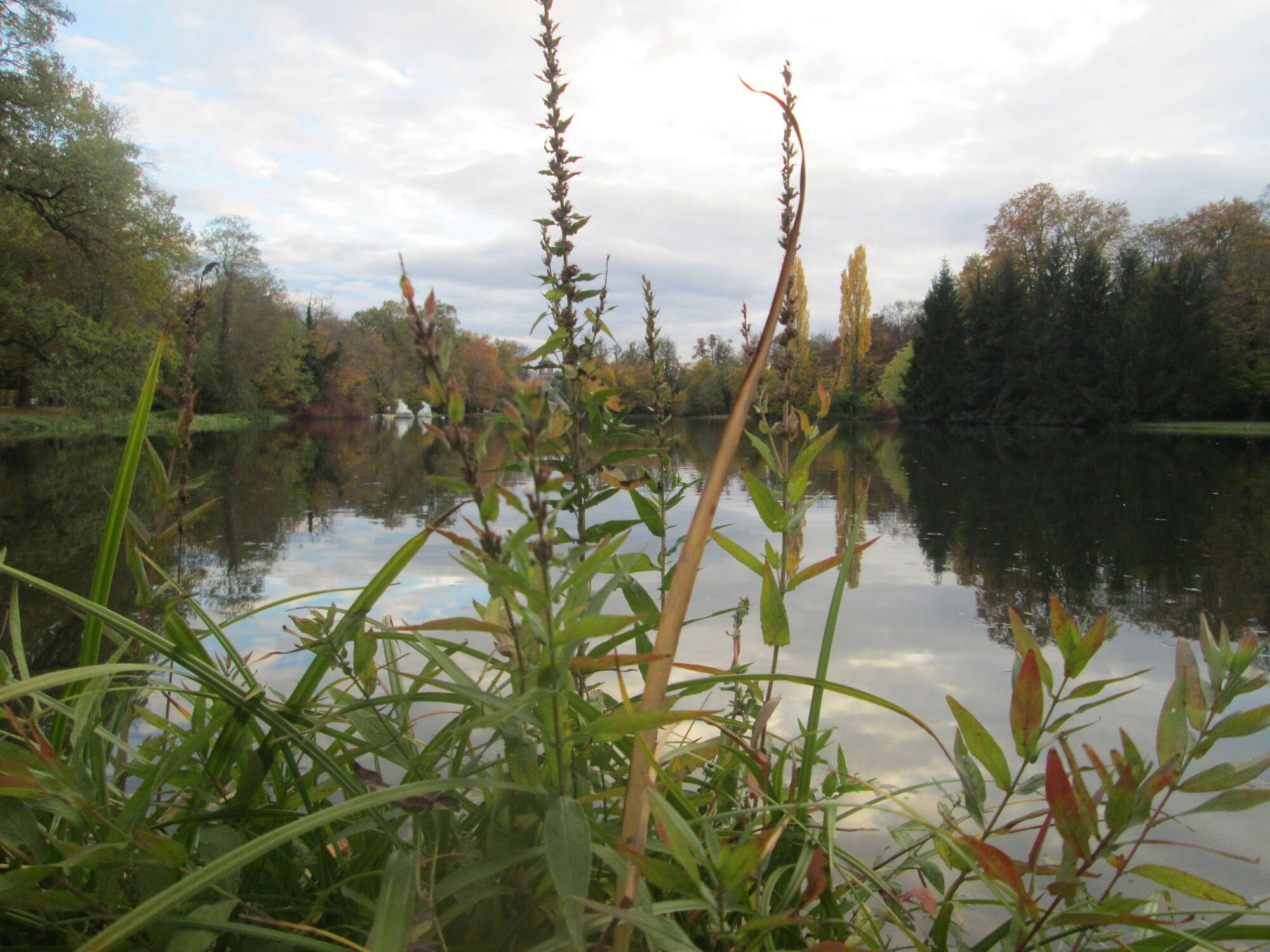 Image of Purple Loosestrife