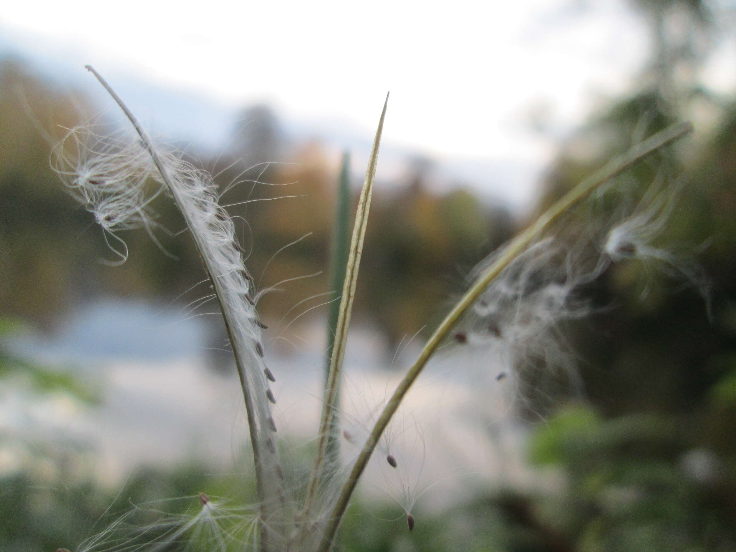 Imagem de Epilobium tetragonum L.