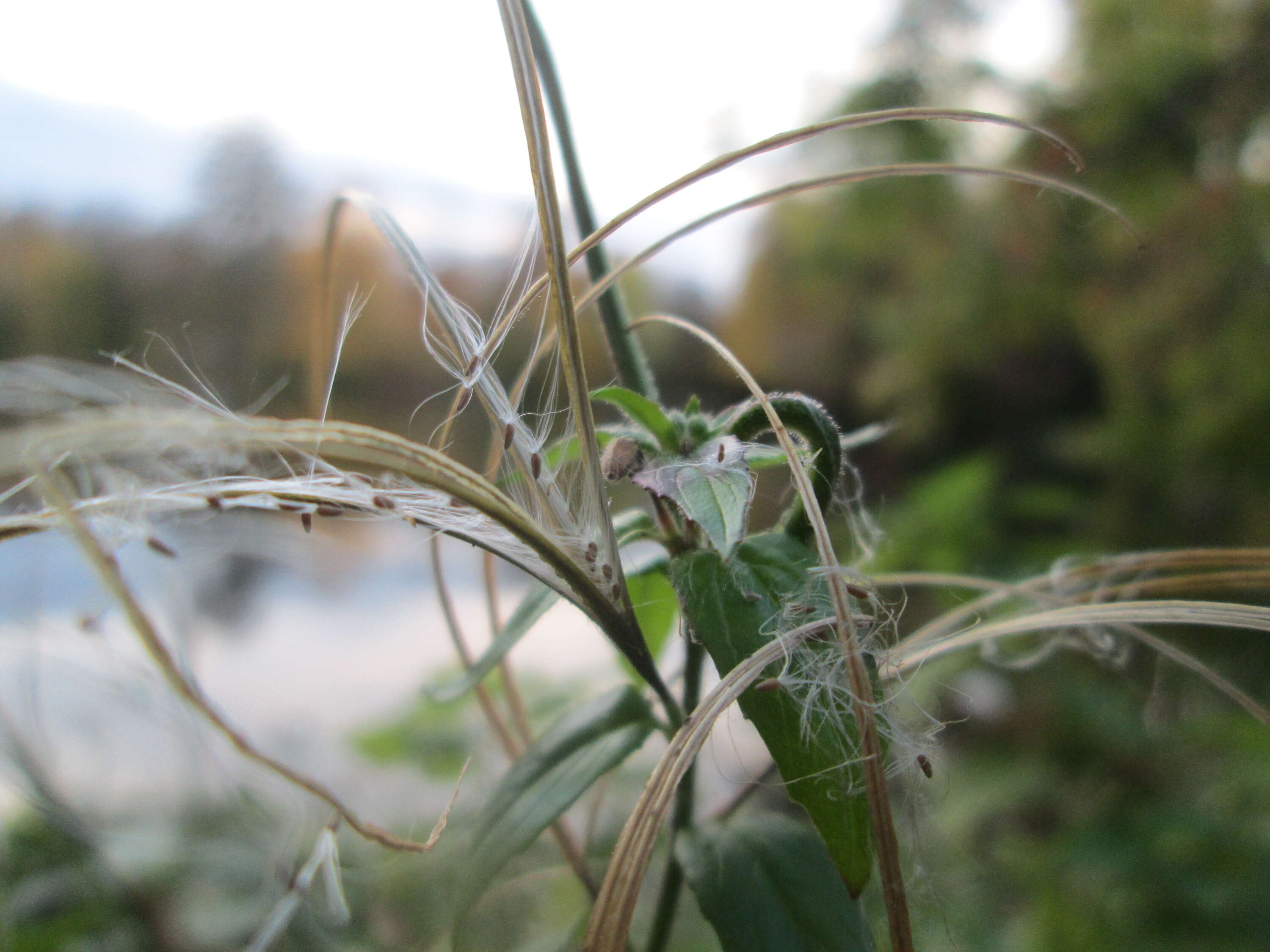 Imagem de Epilobium tetragonum L.