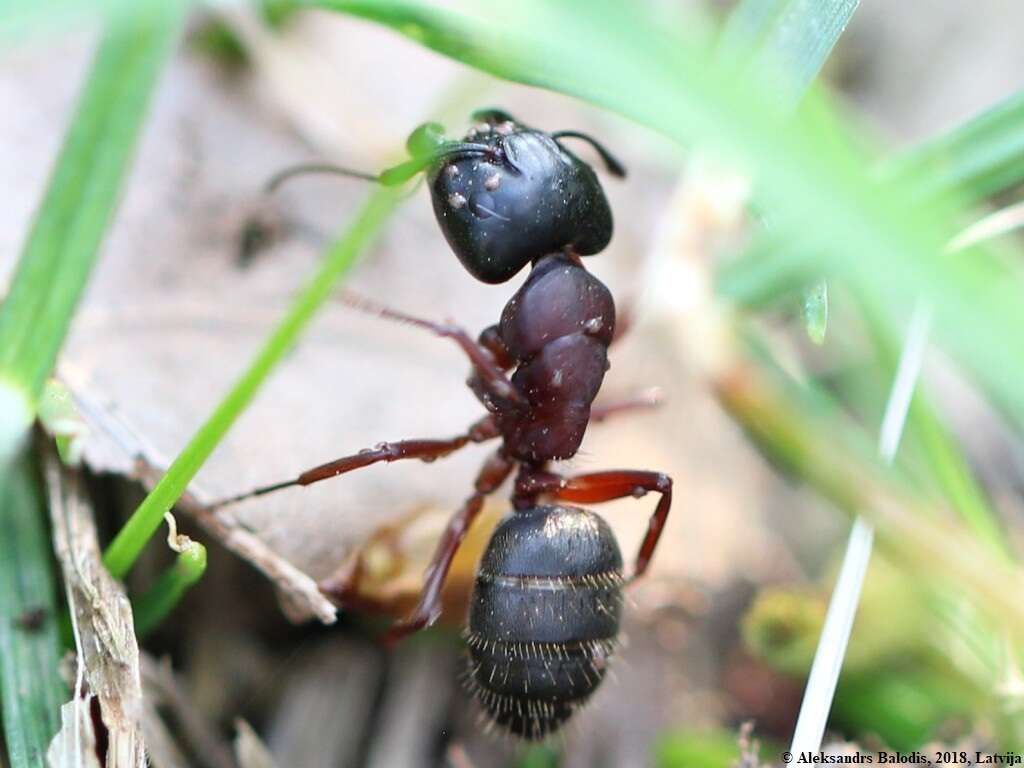 Plancia ëd Camponotus herculeanus (Linnaeus 1758)