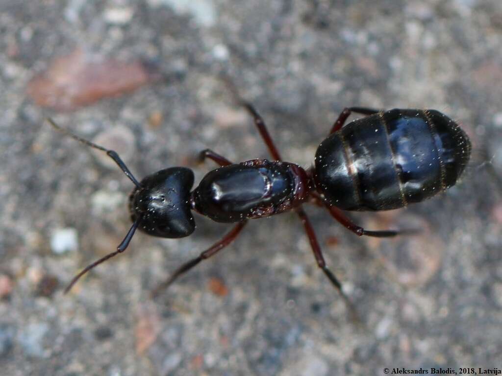 Plancia ëd Camponotus herculeanus (Linnaeus 1758)