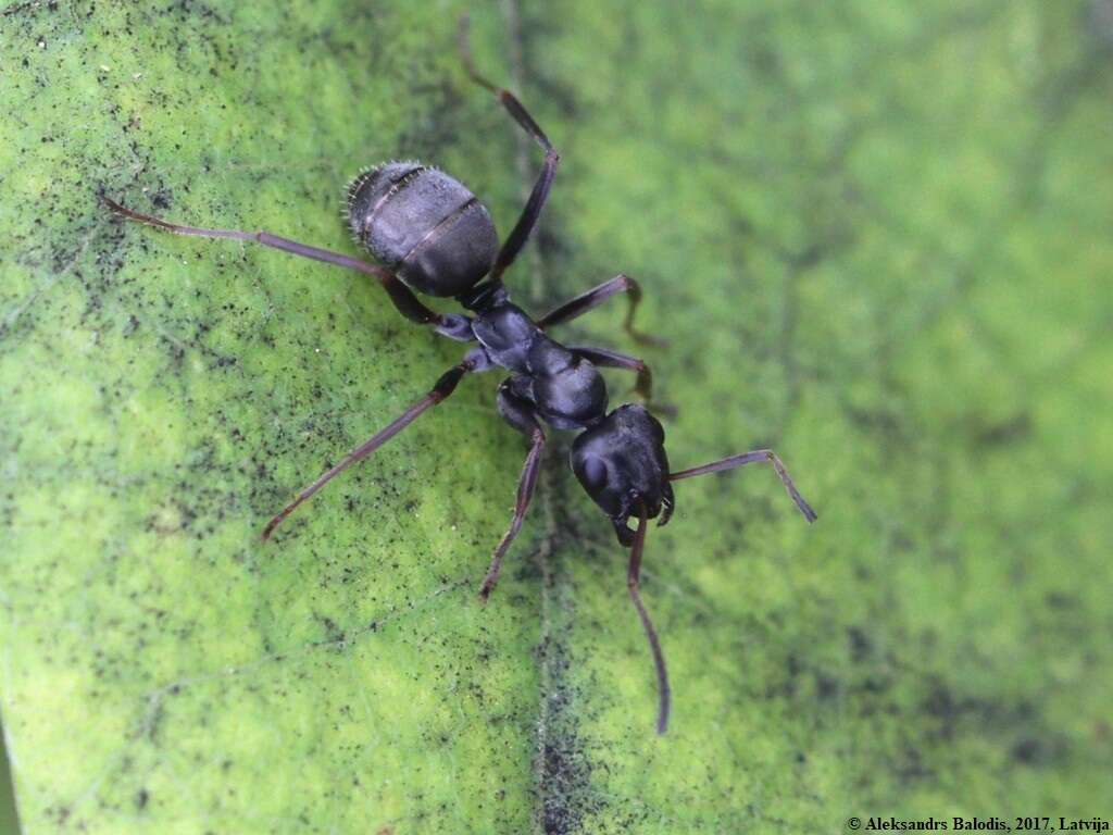 Слика од Formica fusca Linnaeus 1758