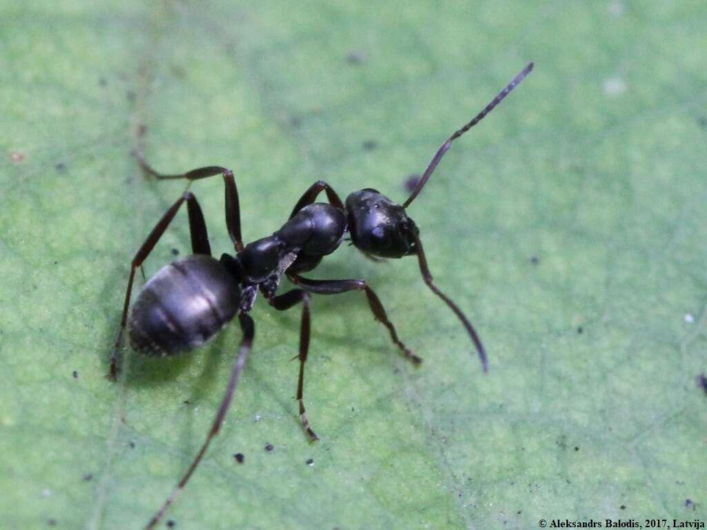 Слика од Formica fusca Linnaeus 1758