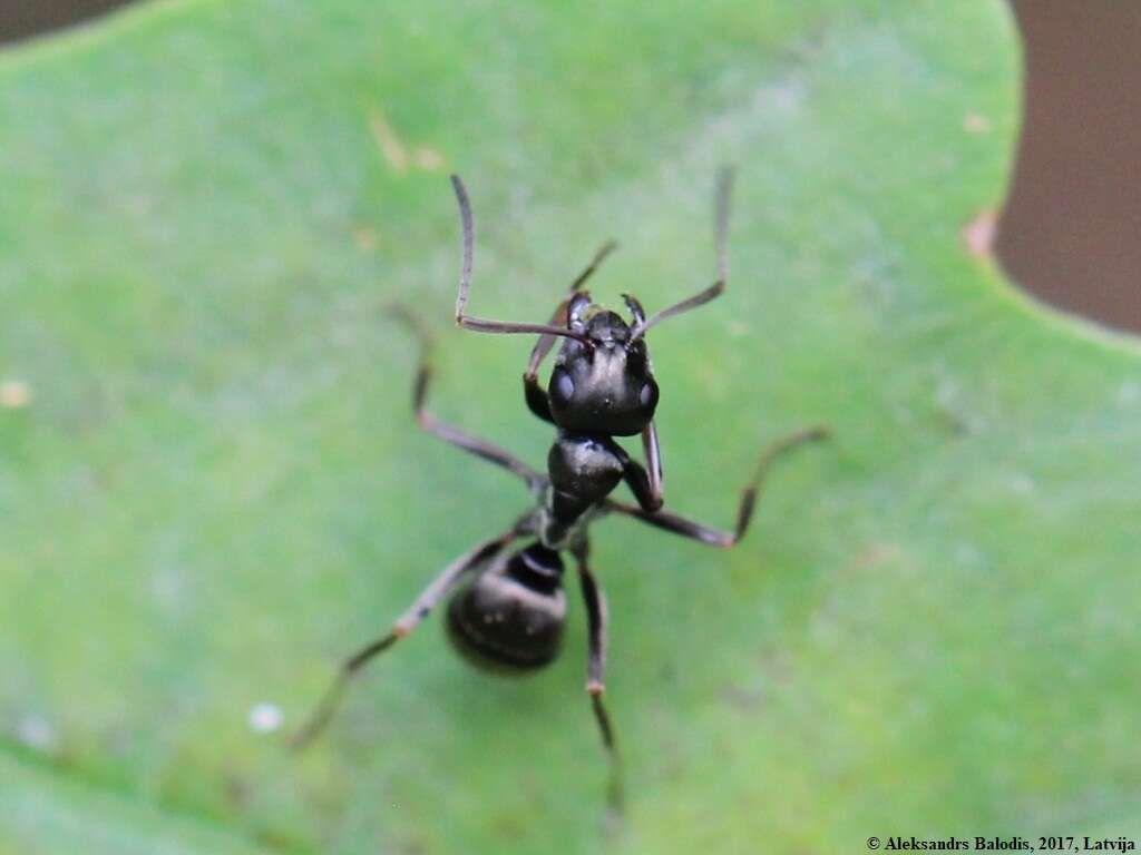 Слика од Formica fusca Linnaeus 1758