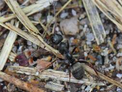 Слика од Formica fusca Linnaeus 1758