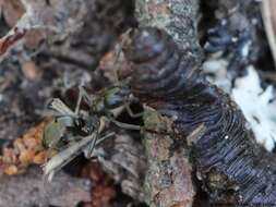 Слика од Formica fusca Linnaeus 1758