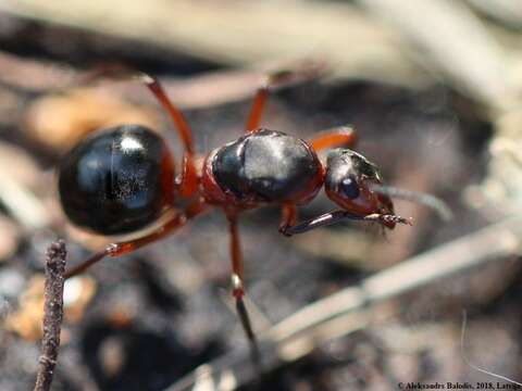 Image of Black-backed meadow ant