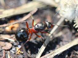 Слика од Formica pratensis Retzius 1783