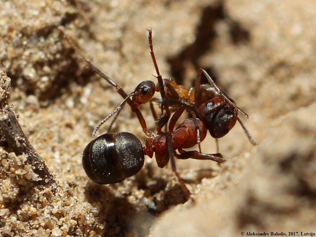 Слика од Formica rufa Linnaeus 1761