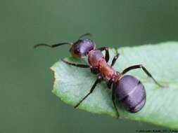 Слика од Formica rufa Linnaeus 1761