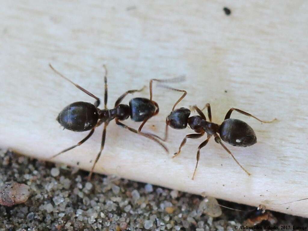 Image of Small black ant