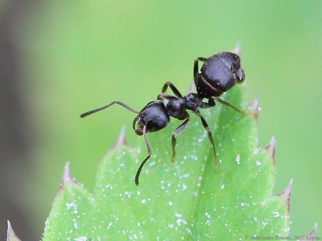 Image of Small black ant