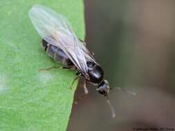 Image of Small black ant