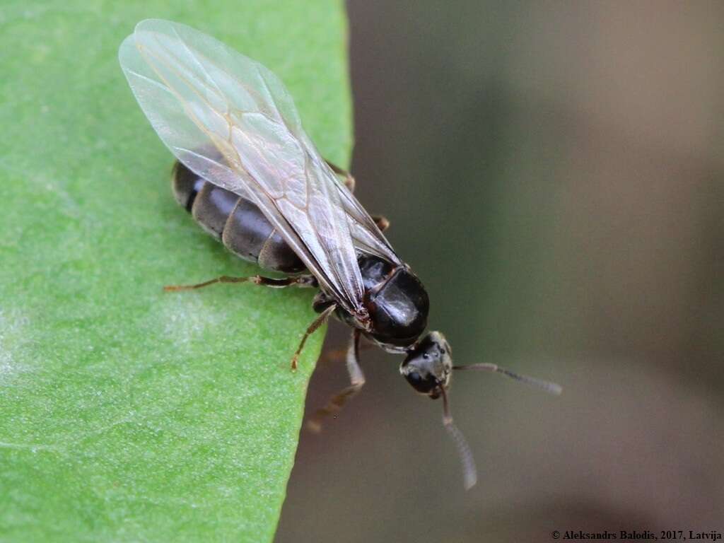 Imagem de Lasius niger (Linnaeus 1758)