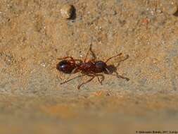 Image of Myrmica lobicornis Nylander 1846